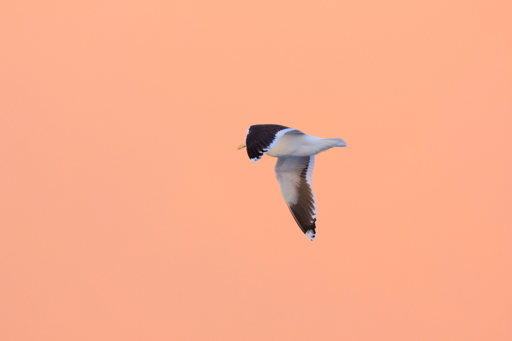 夕焼けカモメ