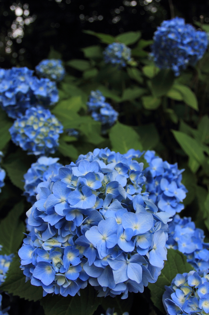 紫陽花