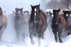 爆走～馬の雪中運動～Ⅱ