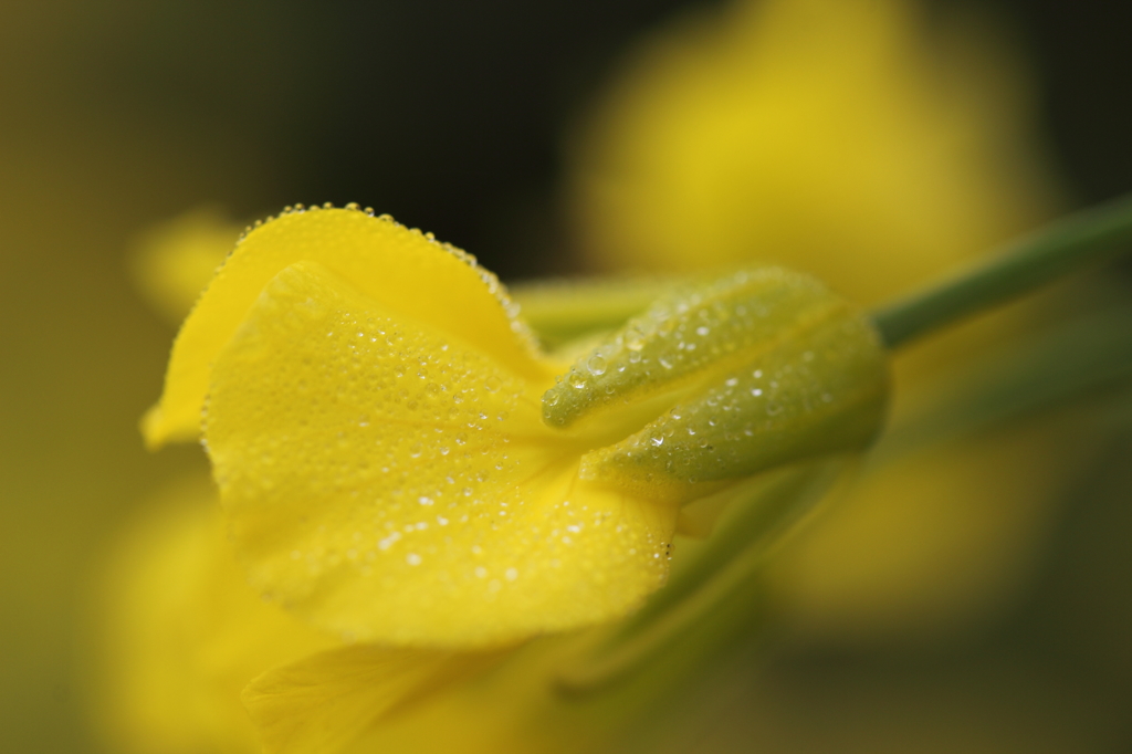 朝露菜の花