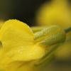 朝露菜の花