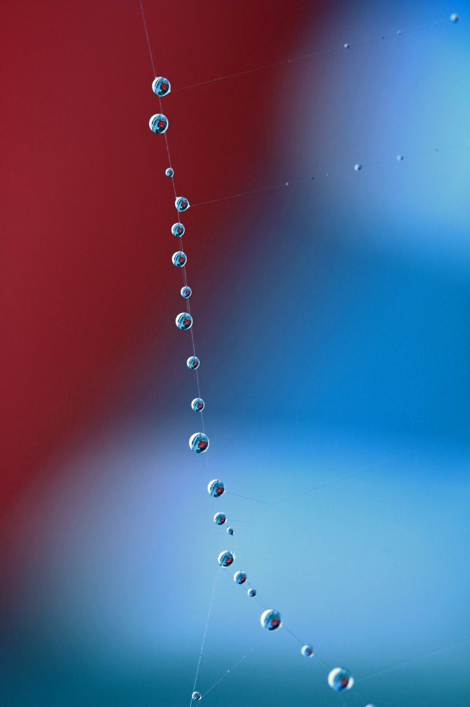 蜘蛛の糸