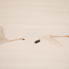 Pure White