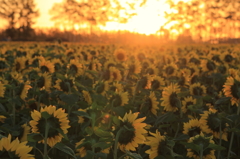 Sunflower　～太陽をみんなで迎えよう！～