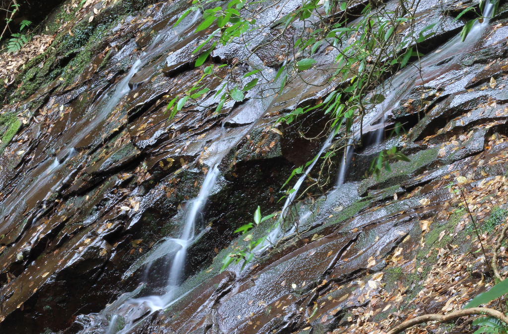 Silk Float