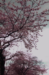 cherry blossom 