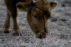 IMG_1884d
