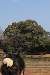 木々を見つめて