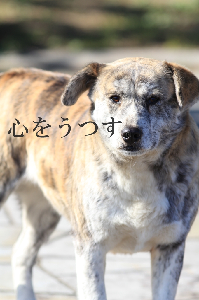 こころをうつす。