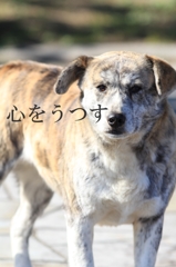 こころをうつす。