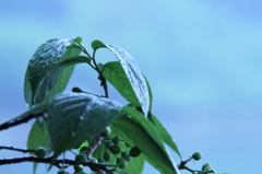 blue garden