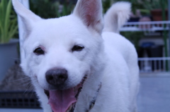 Wink