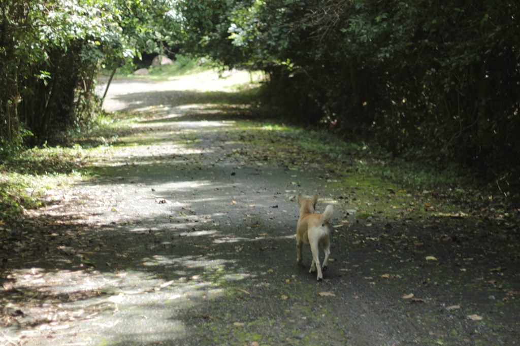 Walk on