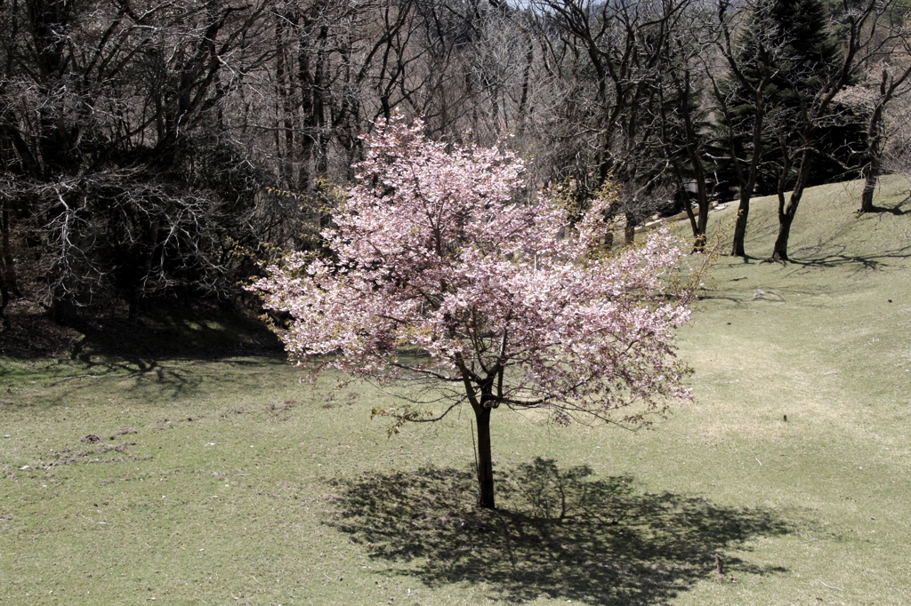 abundune pink 
