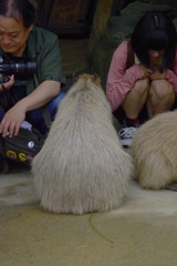 座敷童とヒト