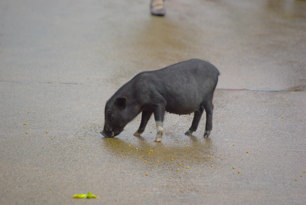 小動物！？