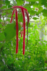 深紅