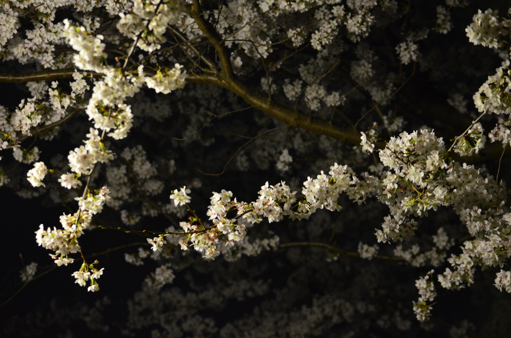 夜桜