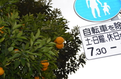 ふと見上げて一枚