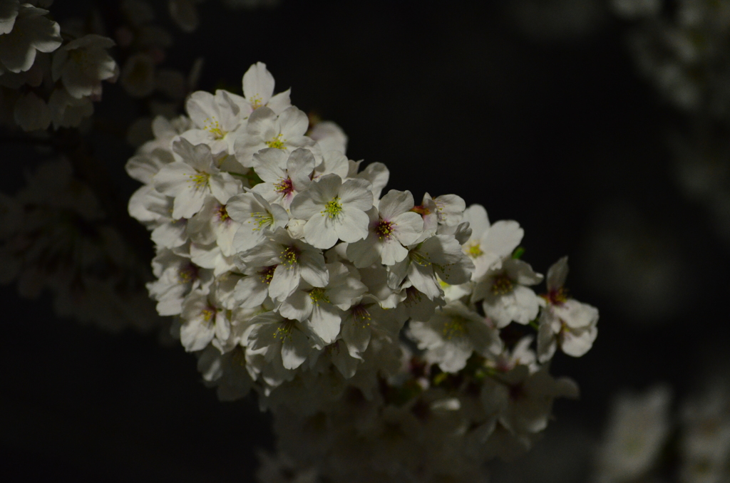 夜桜