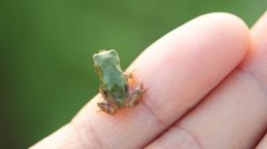 たそがえる
