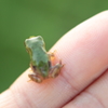 たそがえる