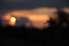 夕闇の秋