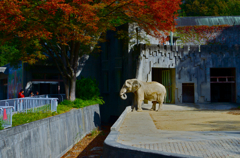 ゾウ