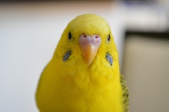 大吉くん