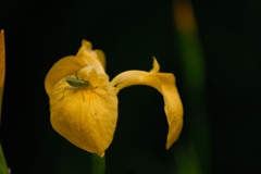 An iris and grasshopper