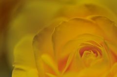 Petals of yellow rose