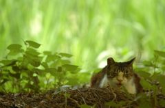 木陰でほっこり