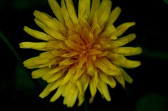 Dandelion