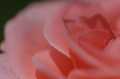 Petals of pink rose
