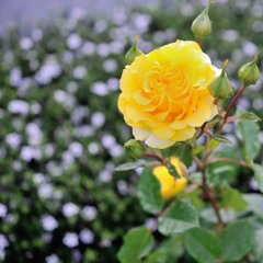 Happy　Yellow　rose