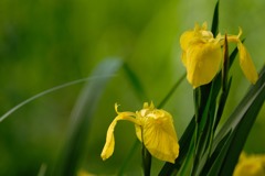 Iris　（黄菖蒲　 Iris pseudacorus）