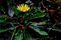 Brave dandelion