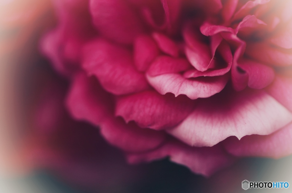 季節はずれの薔薇