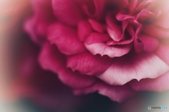 季節はずれの薔薇