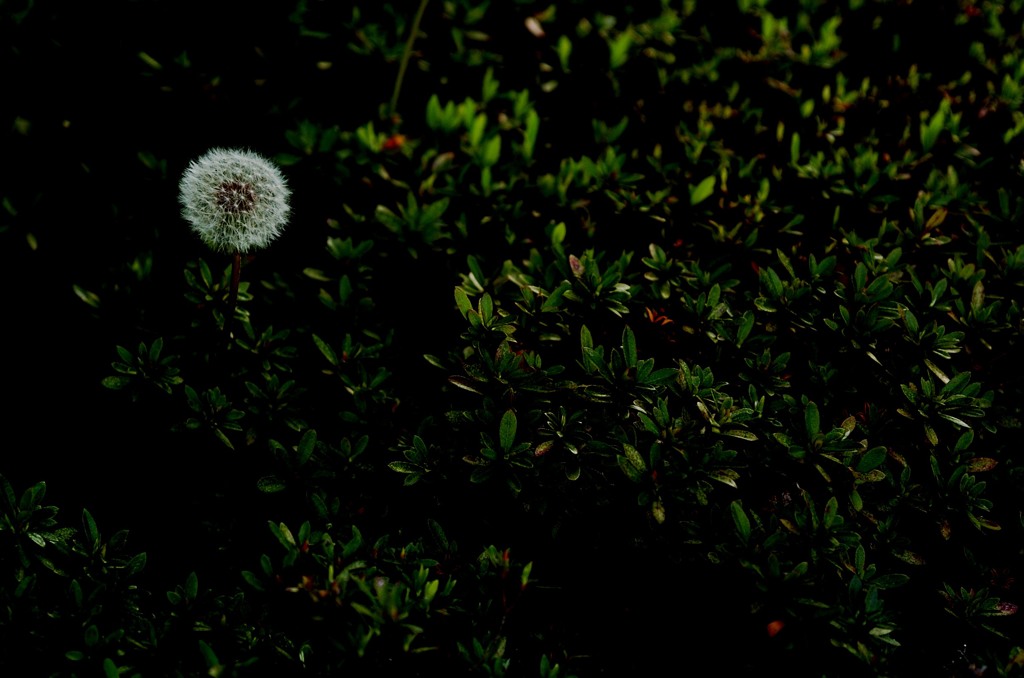 Sad wish of the dandelion