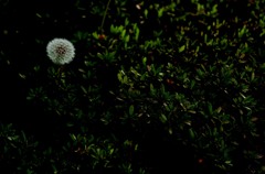 Sad wish of the dandelion