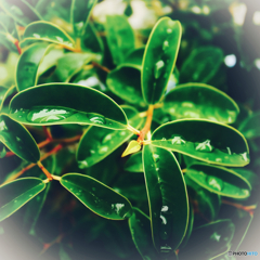 Leaf vessel
