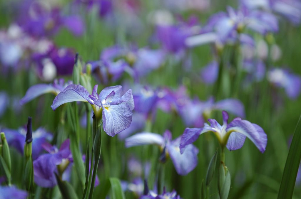 花菖蒲