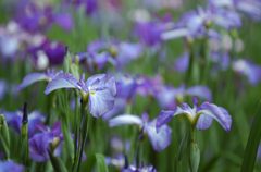 花菖蒲