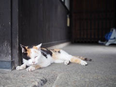 彦根城の猫