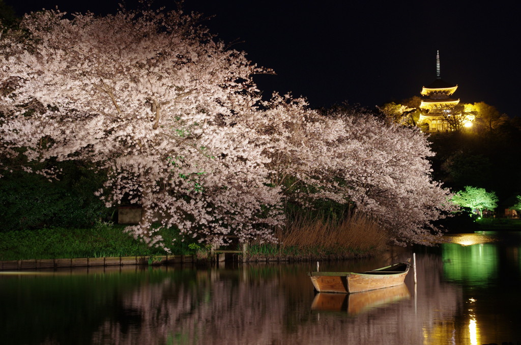 三渓園の夜桜