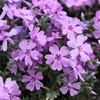 春の花―紫