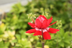 春の花