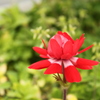 春の花