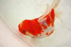 金魚品評会にて